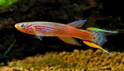 Aphyosemion australe GLP_06-1