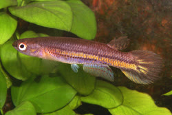 BKH - Rivulus (Cynodonichthys) birkhani