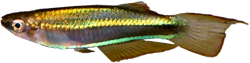 CBD - Plataplochilus cabindae