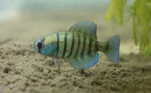 Austrolebias cheffei