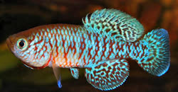 CHM - Nothobranchius chochamandai