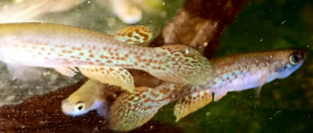 CLI - Rivulus (Anablepsoides) collieri