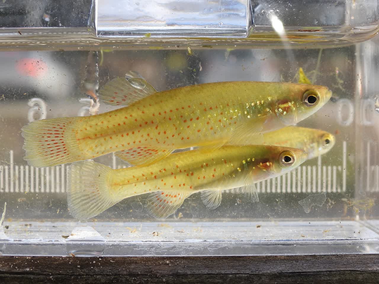 Econlockhatchee_River