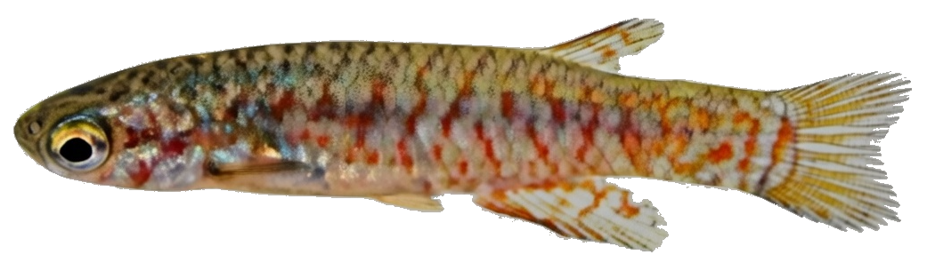 Rivulus (Melanorivulus) decoratus