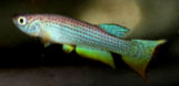 AVD_07-2 -   