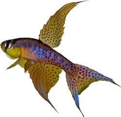 DOL - Terranatos dolichopterus