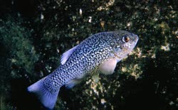 EGA - Cyprinodon elegans