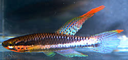 FMU - Aphyosemion flavocyaneum Chirio, Legros & Agnse