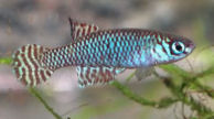 FRC - Notholebias fractifasciatus