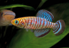 FSC - Nothobranchius fuscotaeneatus