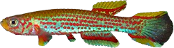 HAN - Aphyosemion hanneloreae hanneloreae