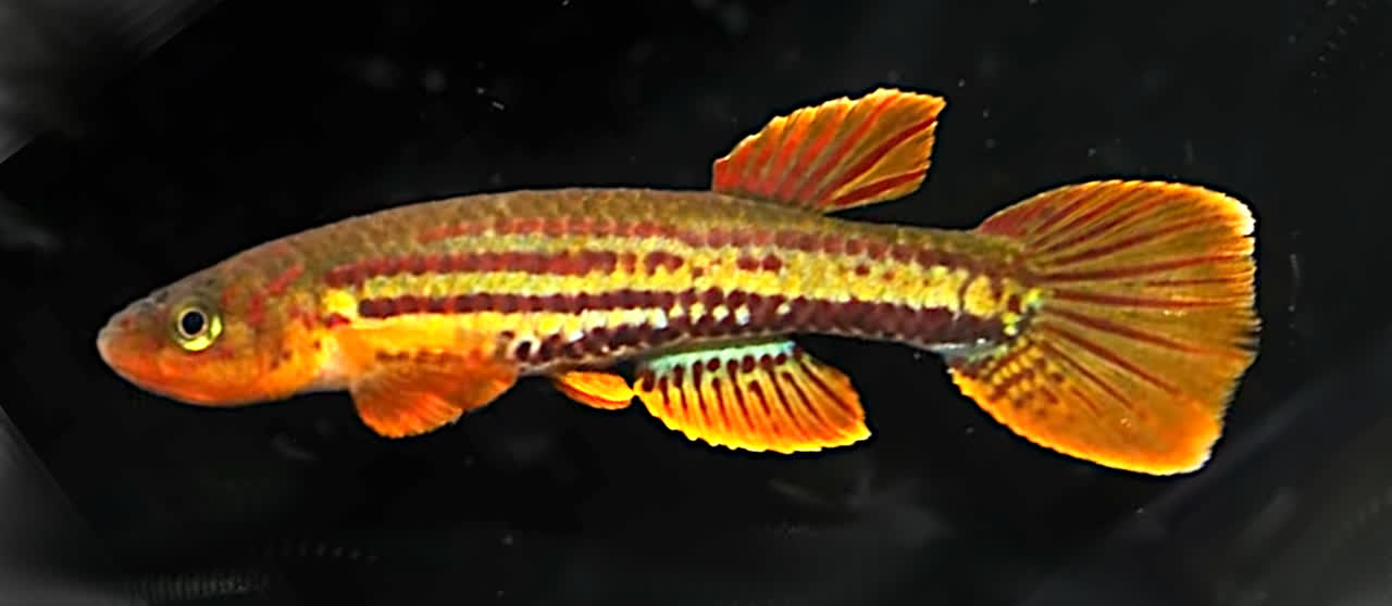 Dibouangi_GCFLD_2017