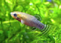 Pensicola -    