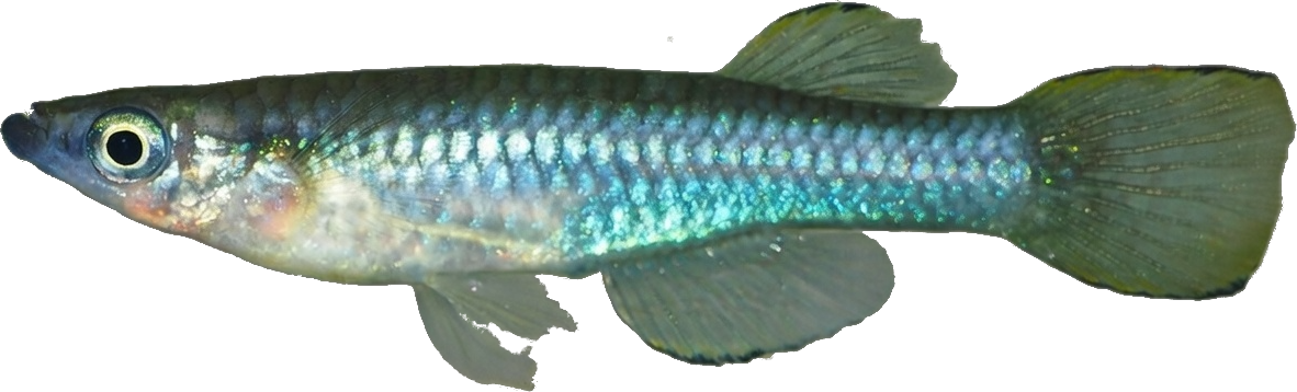 Micropanchax johnstoni