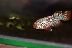 Albino -  