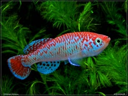 Mpanda -  