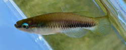 Lake_Sibaya -  