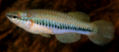 ZAM_03-2 -  