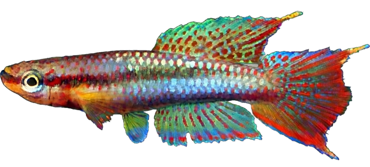 Aphyosemion kouamense