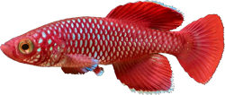 Red -  Red Form