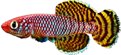 Yellow -  Yellow Form