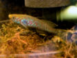 Boae -  