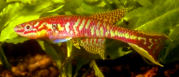 GBL_85-15 -  