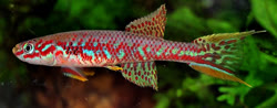 GEMCH_06-5 -  