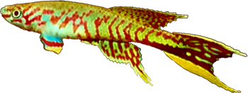Makokou -  