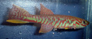Ngueayong -  