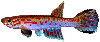 LAI - Aphyosemion lamberti