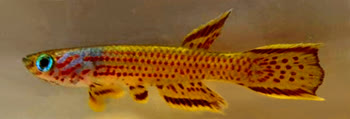 LEF - Aphyosemion lefiniense