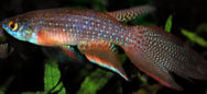 BIF_BR11-03 -   