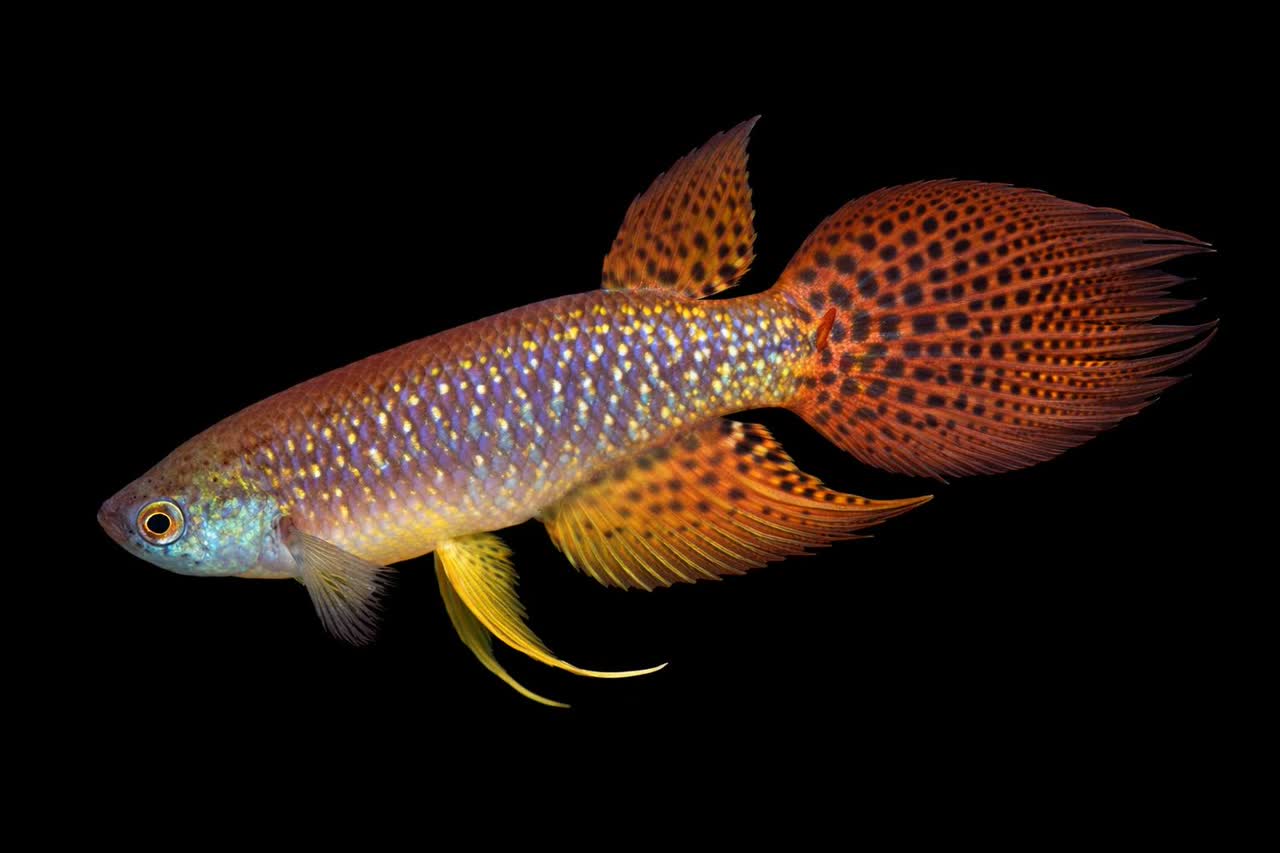 Nuevo_Palmar_II_BPB_2015-30