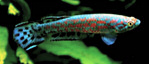 Gbarma -   
