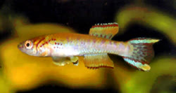 Agboville -  Radda SL_12