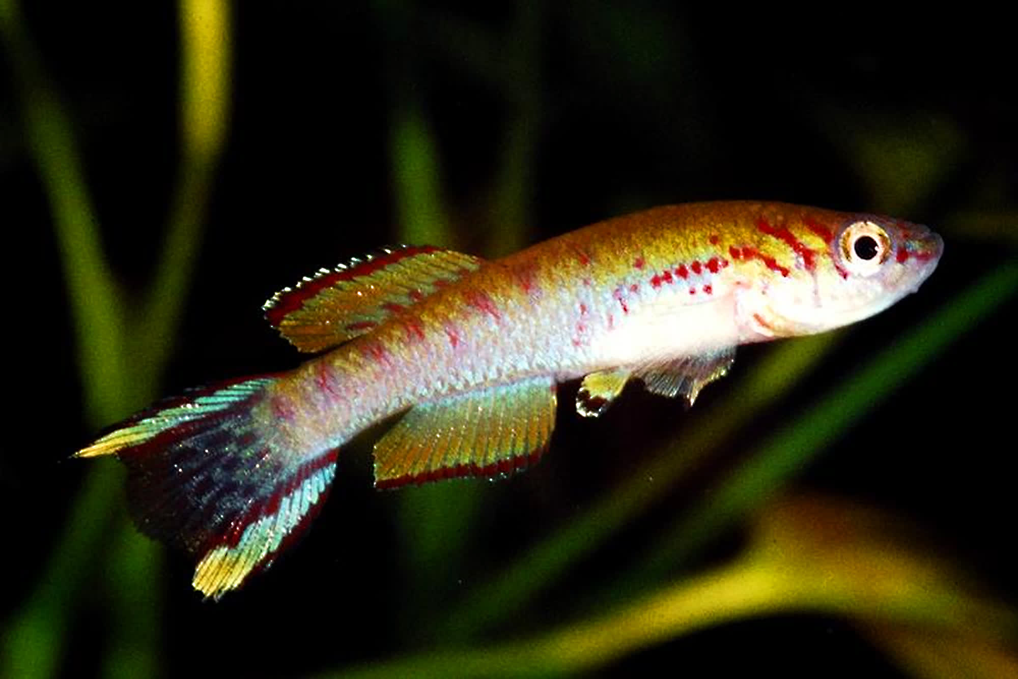 S_of_Yapo -  Radda SL_9