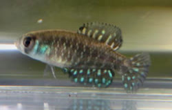 LTZ - Austrolebias litzi