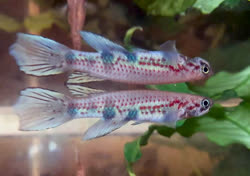 MES - Epiplatys mesogramma
