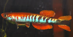 00-0-Copr_2015-Txiru_Jimenot.jpg
