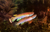 MLI - Cynodonichthys = MGD milesii