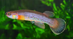 MNK - Cynodonichthys monikae