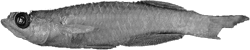 00-0-Copr_1999-Lothar_Seegerst.png