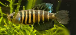 NAG - Austrolebias nachtigalli