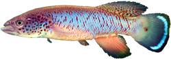 OEL - Nothobranchius ocellatus 'Tan 97.36'
