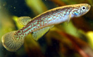 PEA - Rivulus peruanus