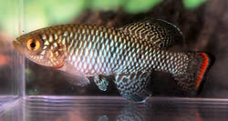 Lower_Limpopo -    