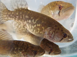 PRG - Austrolebias prognathus