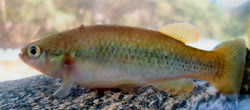 00-0-Copr_2018-Wilfredo_Matamoros-Paratype-UNIACH-MZ-P_6576t.jpg