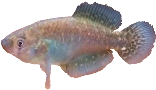 Austrolebias robustus